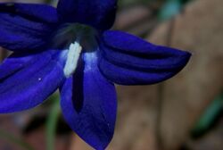 Wahlenbergia gloriosa closeup.jpg