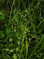 Wahlenbergia hederacea.jpg