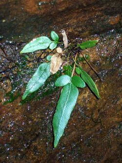 Waterfall plant Elvina Bay Ku-ring-gai Chase.jpg