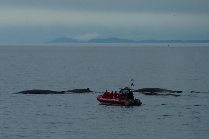 File:Whale watching Tadoussac 11.jpg