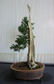 Yew bonsai, Bonsai Soceity of Greater Hartford.jpg