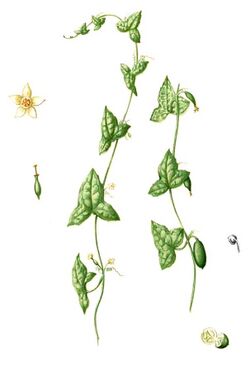 Zehneria indica Blanco2.365-cropped.jpg