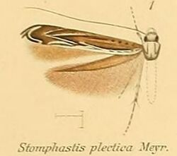 01-Stomphastis plectica (Meyrick, 1908).JPG