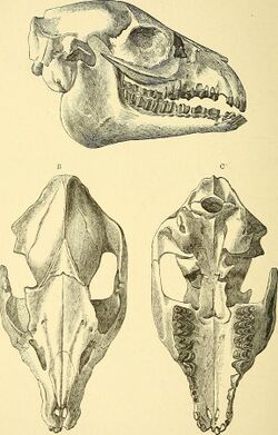 A guide to the fossil mammals and birds in the Department of Geology and Palæontology in the British Museum (Natural History) (1896) (14775434603).jpg