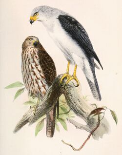 Accipiter poliocephalus 1860.jpg