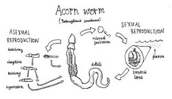 AcornWormCycle.jpg