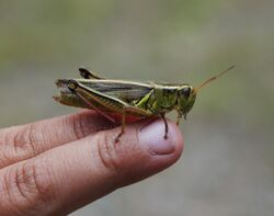 Adirondacks - grasshopper - 1.jpg