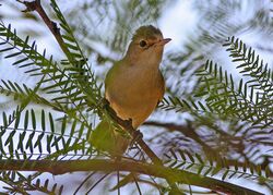 African Reed Warbler (Acrocephalus baeticatus) (8077249754).jpg