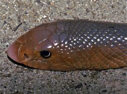 African Shovel-nosed Snake (Scaphiophis albopunctatus) (7652092036).jpg