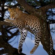 Leopard in the trees