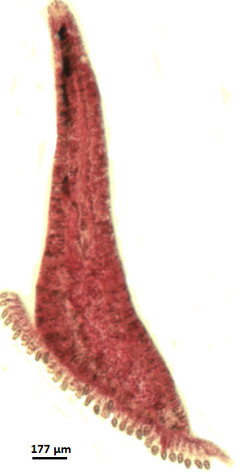 Allogastrocotyle sp (Gastrocotylidae) Body (Bouguerche, Gey, Tazerouti & Justine).png