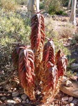Aloe pearsonii - Richtersveld Namibia.jpg