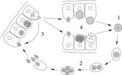 Apicomplexa life cycle v2.svg