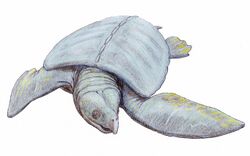 A bluish-gray turtle with some yellow-green spots on the neck and striations along the back edge of the flippers