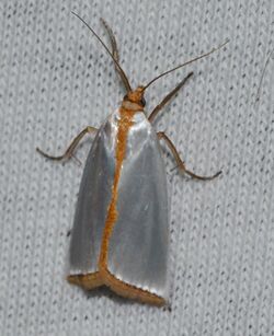 Argyria rufisignella – Mother-of-pearl Moth (14260501209).jpg