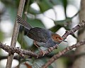 Ashy Tailorbird (Orthotomus ruficeps) - Flickr - Lip Kee.jpg