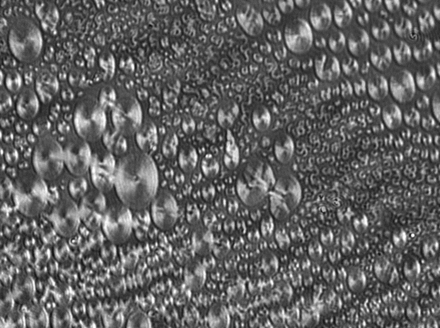 Langmuir film consisting of complex phospholipids in liquid-condensed state floating on water subphase, imaged with a Brewster Angle Microscope.