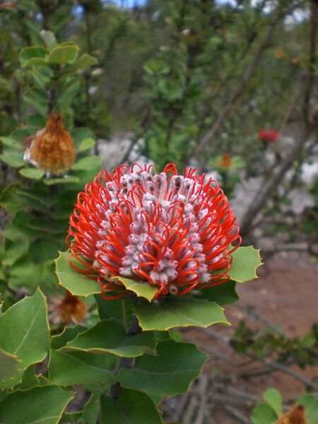 File:Banksia coccinea - Little Grove.jpg