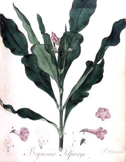 Bignonia telfairia00.jpg