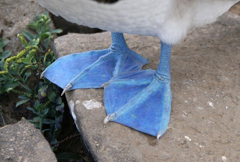 File:Blue-footed Booby (Sula nebouxii) -feet.jpg
