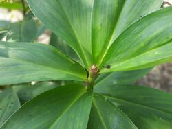 Bud of Cheilocostus speciosus.jpg