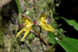 Bulbophyllum omerandrum 毛藥捲瓣蘭 (27941126309).jpg