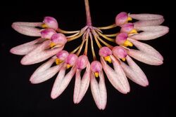 Bulbophyllum sp. Cirrhopetalum type (42928583195).jpg