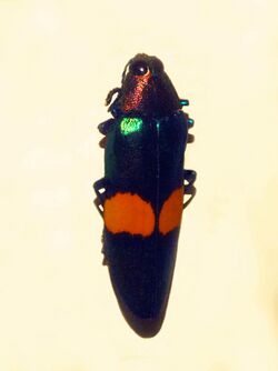 Buprestidae - Chrysochroma edwardsii.JPG