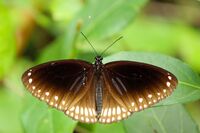 Butterflies of Kerala - Euploea sylvester (Double Branded Crow) (2016.07.03).jpg