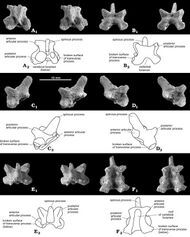 One vertebra from a number of angles, in photographs and drawings