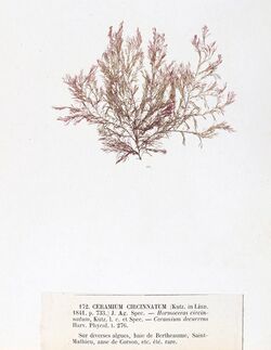 dried specimen of "Ceramium circinatum"