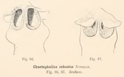 Chaetophallus robustus scolices
