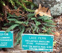 Cheilanthes gracillima - Regional Parks Botanic Garden, Berkeley, CA - DSC04269.JPG