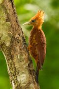 Chestnut-coloured Woodpecker.jpg