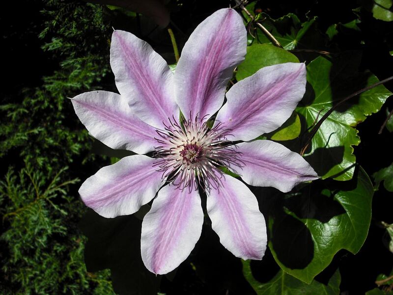 File:Clematis 'Nelly Moser'.JPG