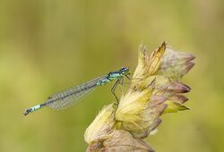 Coenagrion armatum.jpg