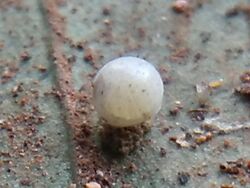 Common Spotted Flat (Celaenorrhinus leucocera) 01 Egg.jpg