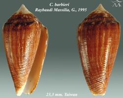 Conus barbieri 2.jpg