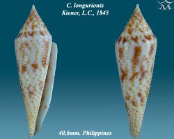 Conus longurionis 1.jpg