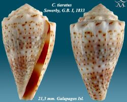 Conus tiaratus 1.jpg