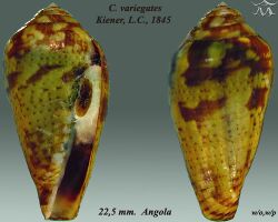 Conus variegatus 2.jpg
