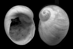 Coriocella nigra shell 2.jpg