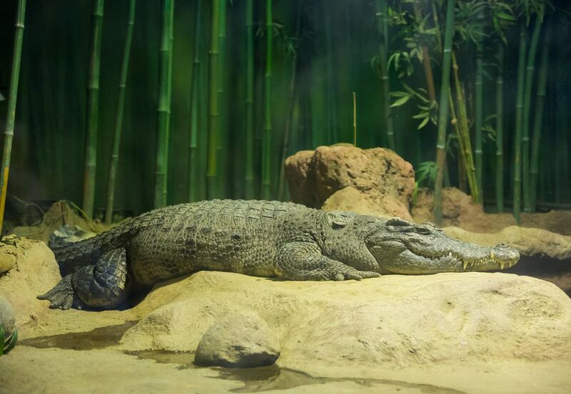 File:Crocodylus siamensis in moscow zoo 01.jpg