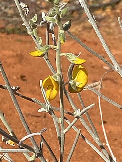 Crotalaria eremaea.jpg