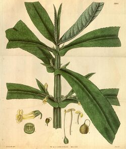 Curtis's botanical magazine (Plate 3067) (8411486060).jpg