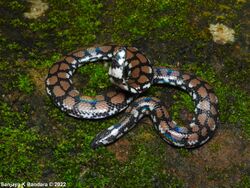 Cylindrophis maculatus 236977063.jpg