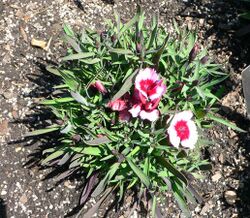 Dianthus chinensis - Raspberry parfait 3.jpg