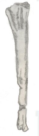 Dolichosuchus fibula.jpg