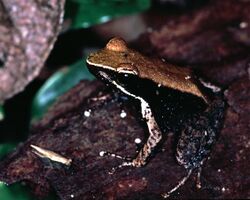 Eastern Madagascar Frog (Mantidactylus albofrenatus) (7629586196).jpg