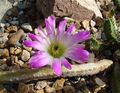 Echinocereus pentalophus procumbens (14312607404).jpg